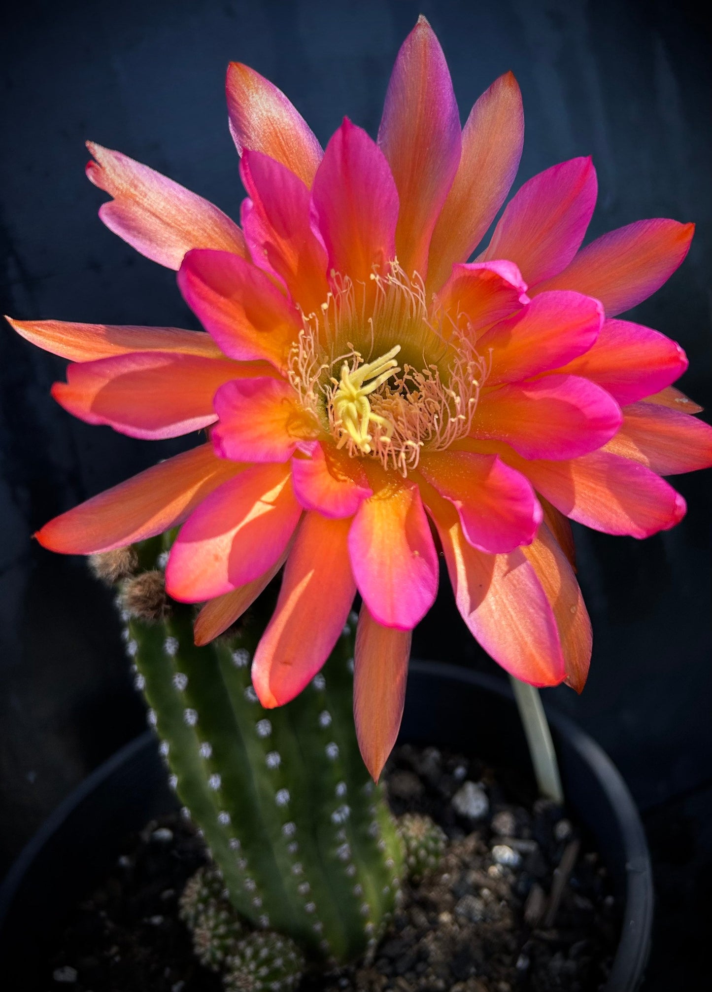 Trichocereus Hybrid 'Betty Boom' MEX 600-1 — Rare 7" Budding Multicolor Blooming Cactus