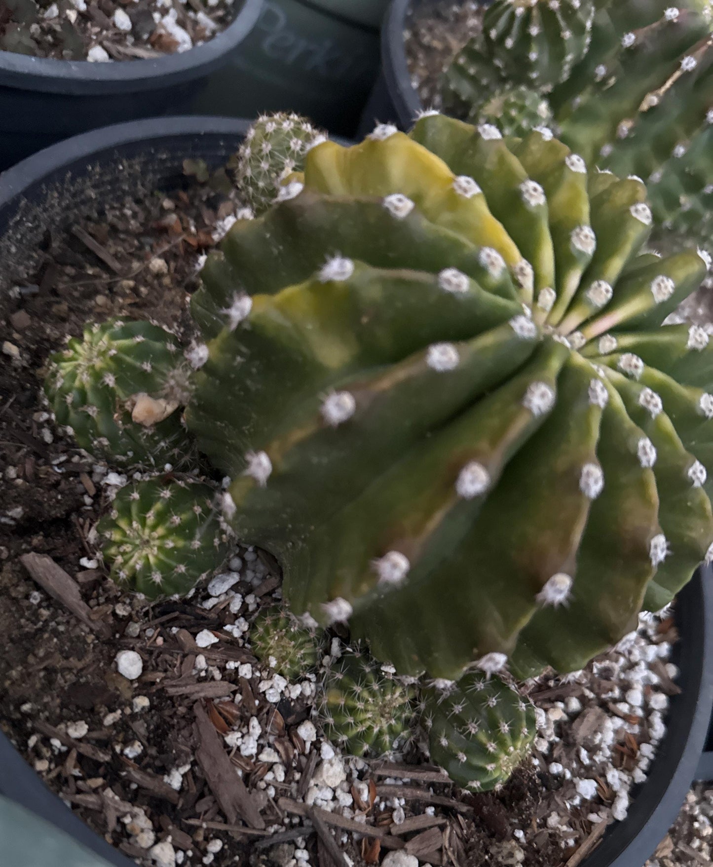 Large,Budding, ECHINOPSIS CALOCHORA Blooming Cactus Plant