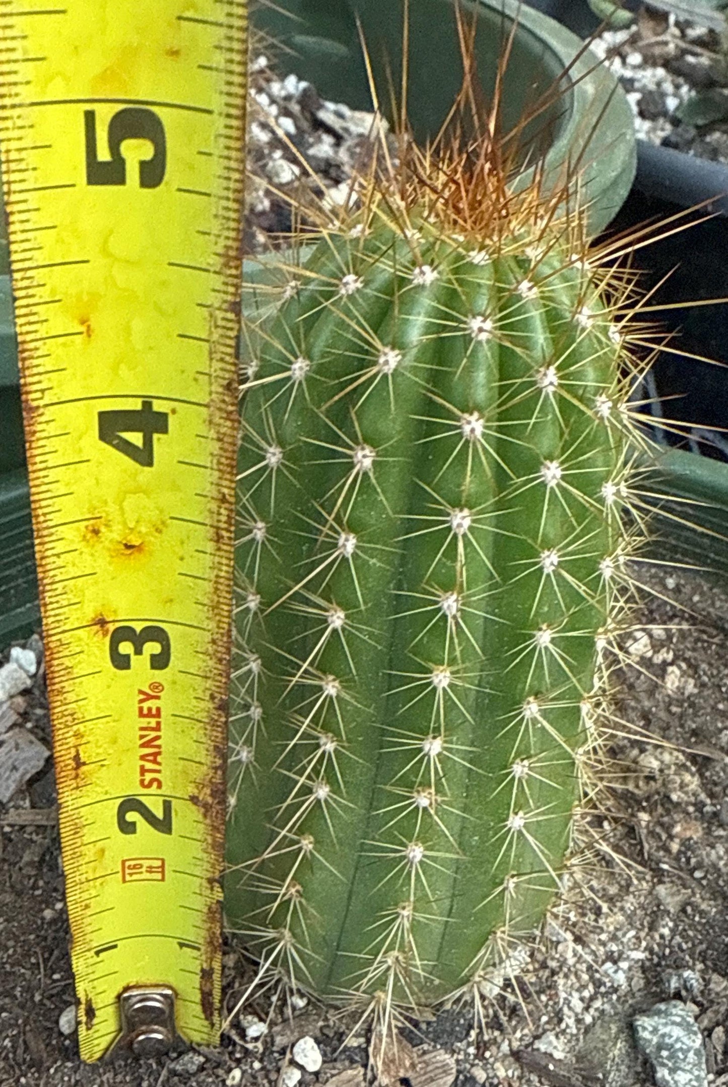TRICHOCEREUS HYBRID 'APRICOT GLOW' Plant