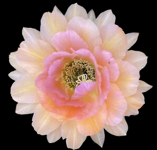 Large TRICHOCEREUS HYBRID 'MAGIC EYES' Blooming Cactus Plant