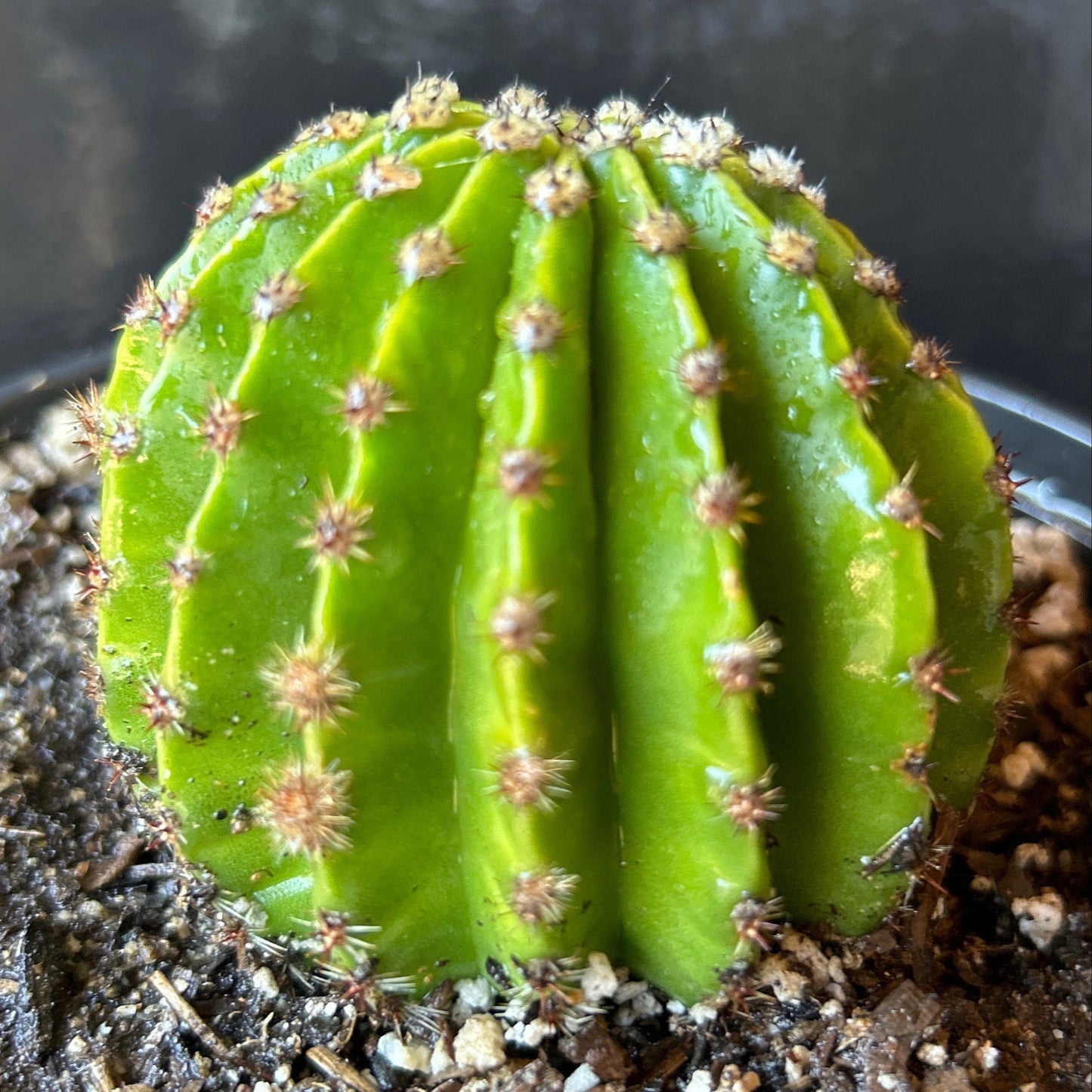 Fragrant ECHINOPSIS HYBRID 'LOS ANGELES' Blooming Cactus Plant