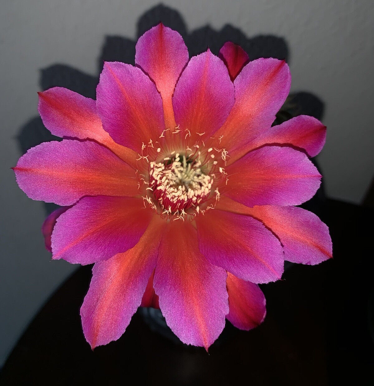 Rare ECHINOPSIS HYBRID 'YES' Blooming Cactus Plant