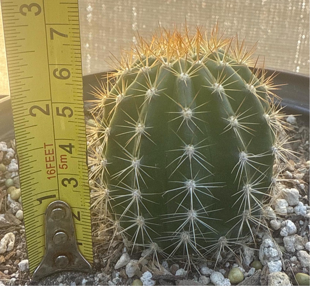 TRICHOCEREUS HYBRID 'SUNFLOWER' Blooming Cactus Plant