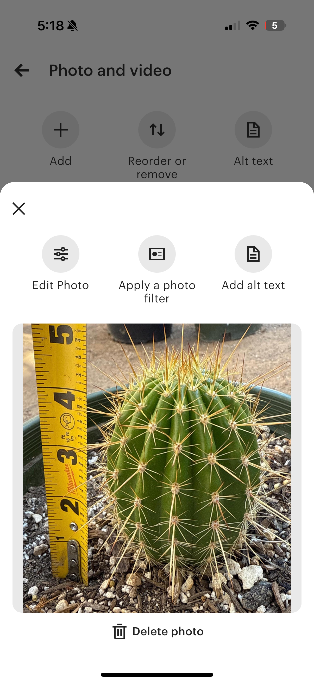 TRICHOCEREUS HYBRID 'FIRST LIGHT' Blooming Cactus Plant