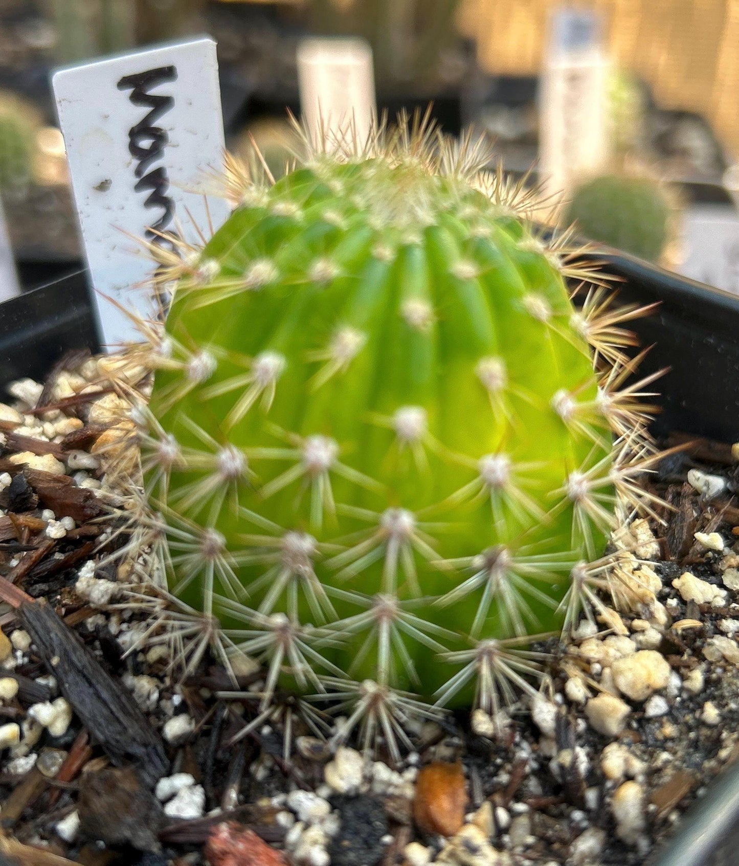Hildewintera Hybrid 'Mamacita' — Extremely Rare Golden-Yellow & Purple Blooming Cactus