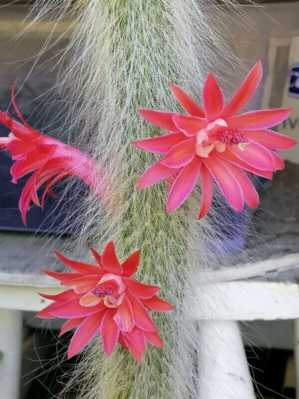 HILDEWINTERA COLADEMONIS -Monkey Tail Blooming Cactus Plant
