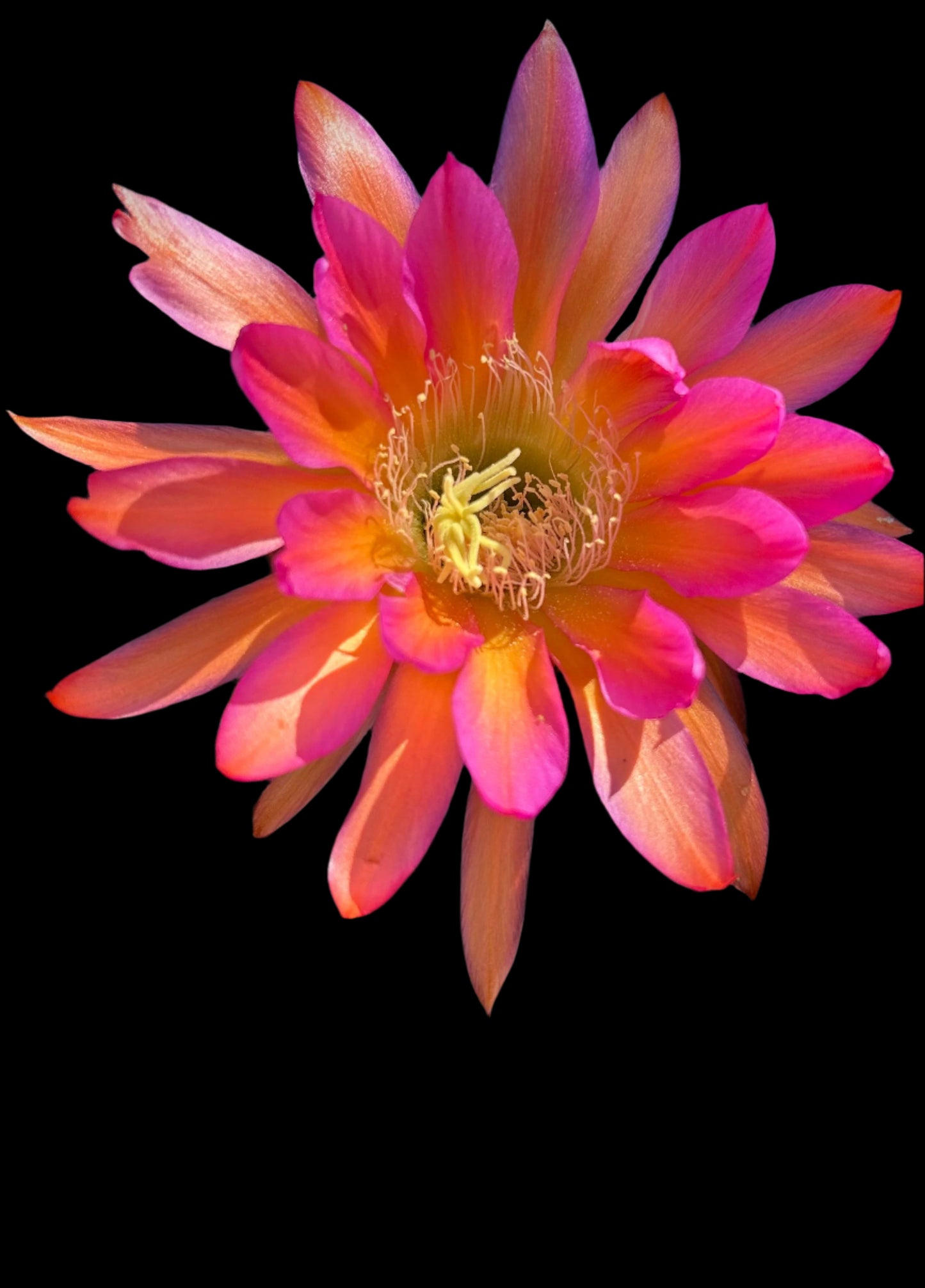 TRICHOCEREUS HYBRID 'BETTY BOOM' Multicolored Blooming Plant