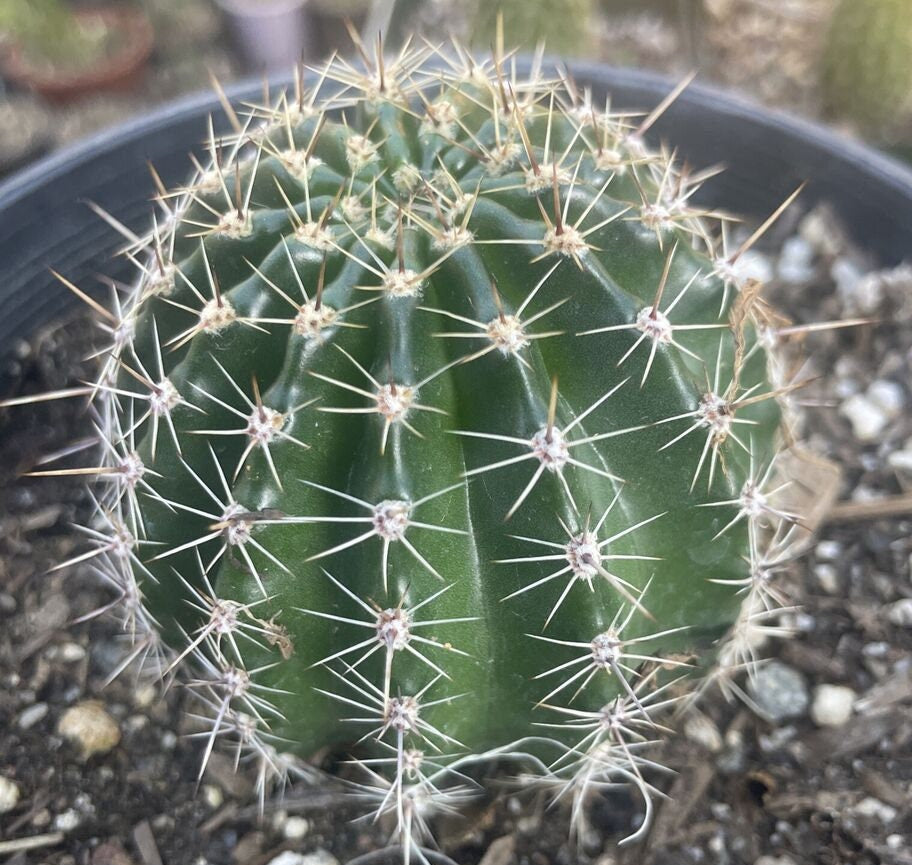 Echinopsis Hybrid 'Pooka' — Rare Mustard-Yellow & Pink Blooming Cactus Plant