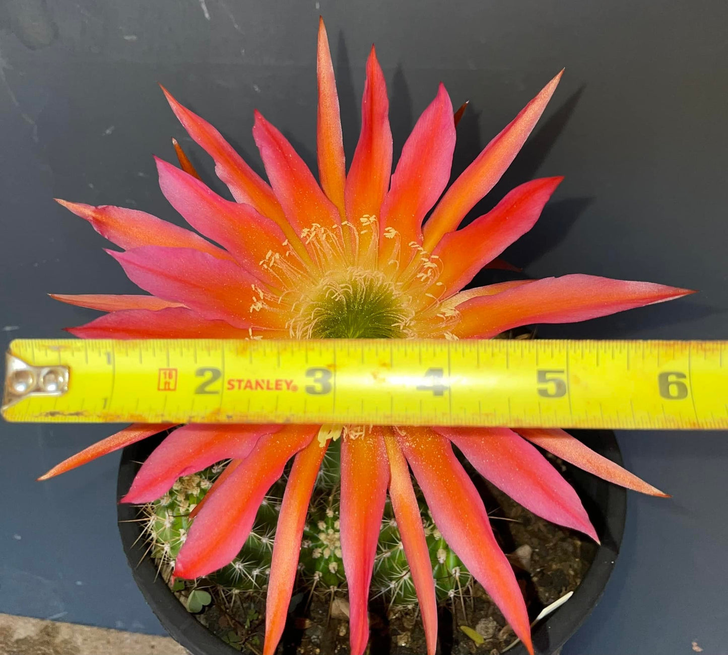 TRICHOCEREUS HYBRID 'INSANE BIG PINK SPIDER' Blooming Cactus Plant