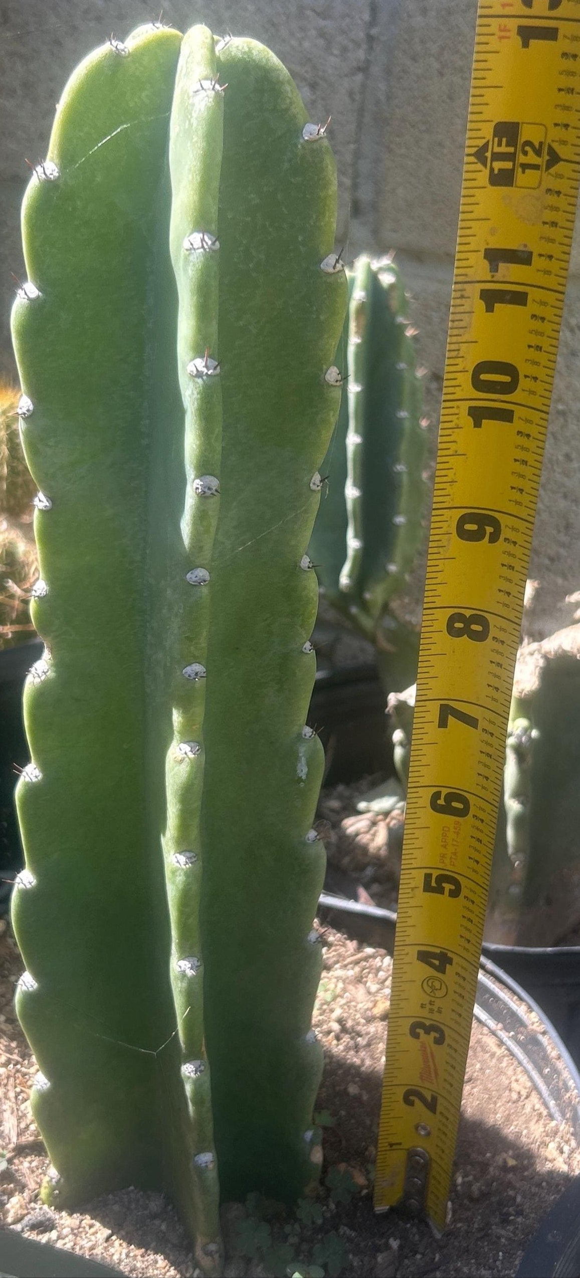 12+'' CEREUS PERUVIANUS APPLE CACTUS Blooming Cactus Plant