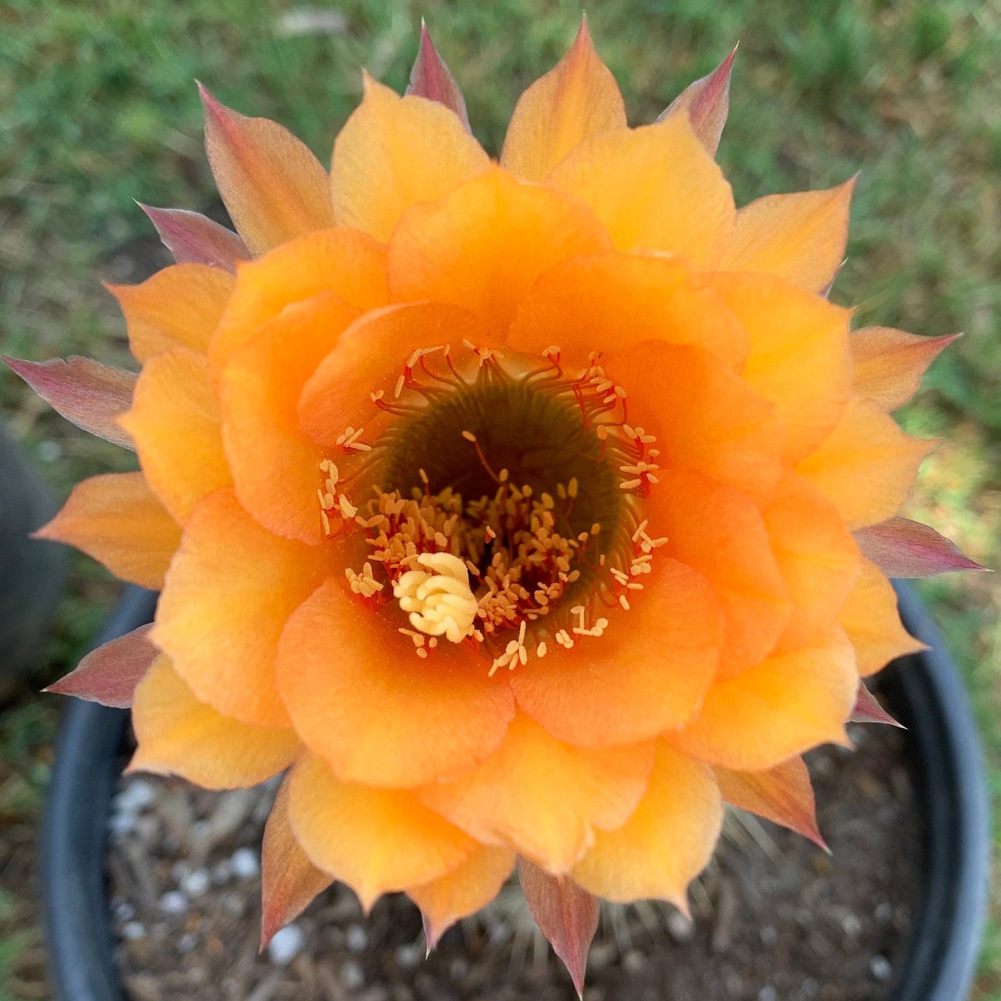 Rare TRICHOCEREUS HYBRID 'MONA LISA' Blooming Cactus Plant