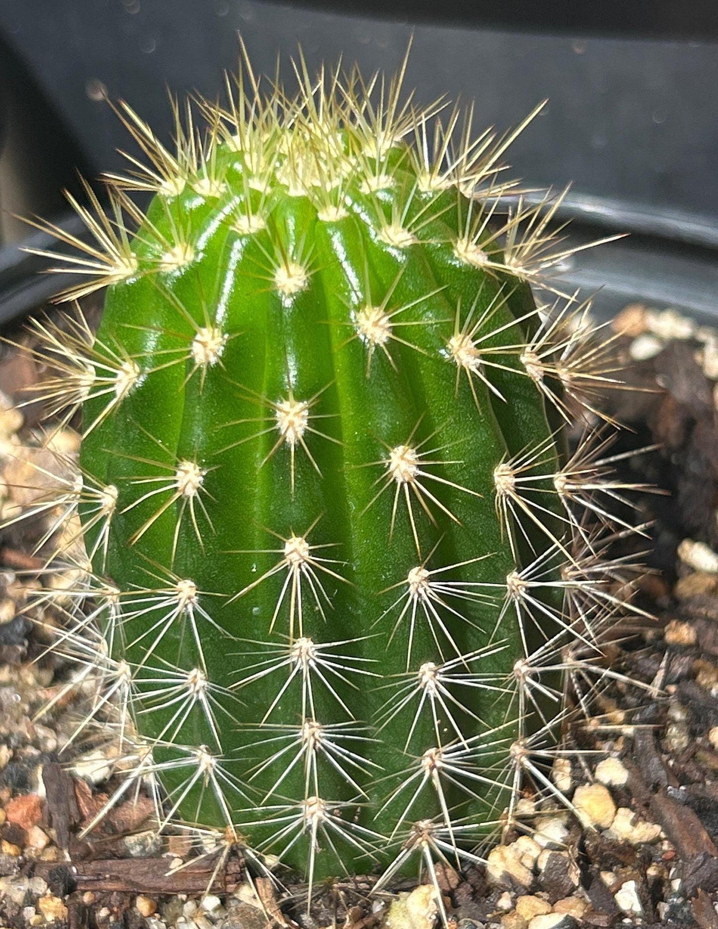 TRICHOCEREUS HYBRID 'SWEET ALOHA' Blooming Cactus Plant