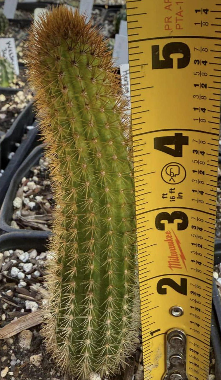 New HILDEWINTERA HYBRID 'RUDOLF HERZOG' Blooming Cactus Plant