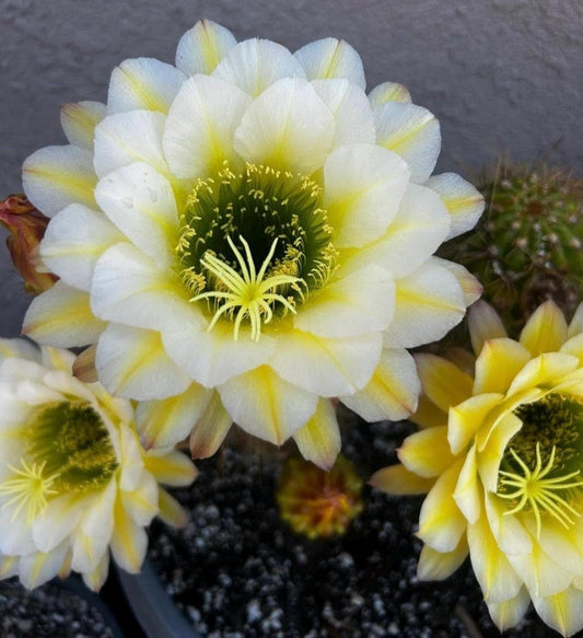 Large TRICHOCEREUS HYBRID 'JUNE NOON' Blooming Cactus plant