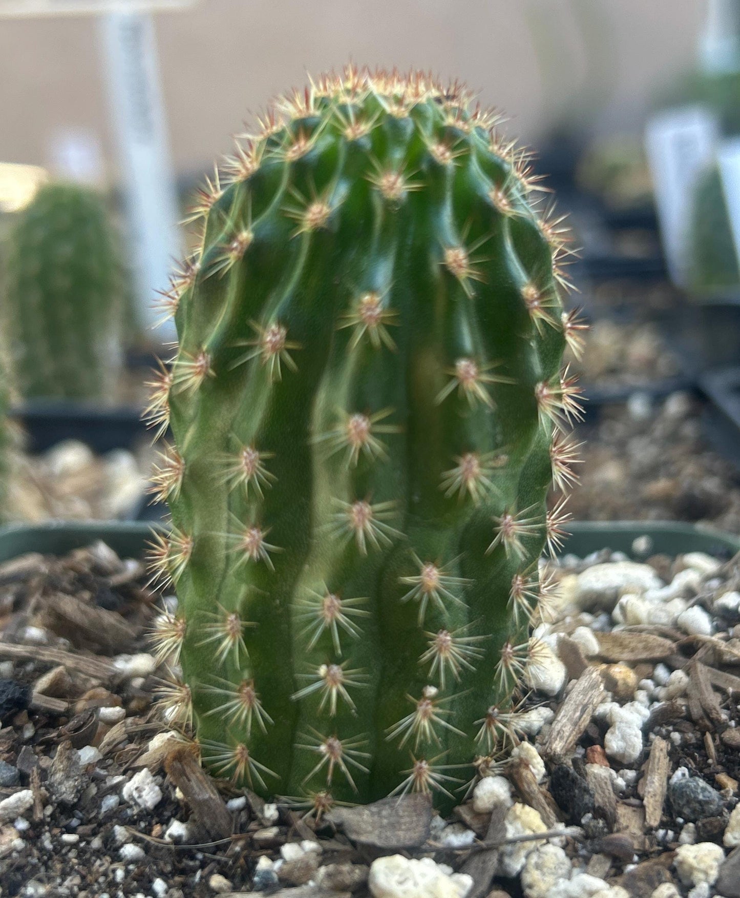 RARE HILDEWINTERA HYBRID 'NAHEROCHEN' Blooming Cactus Plant