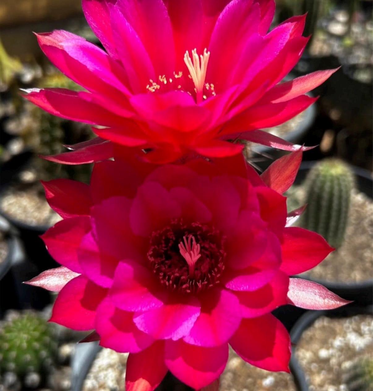 TRICHOCEREUS HYBRID 'WEIN' Blooming Cactus Plant