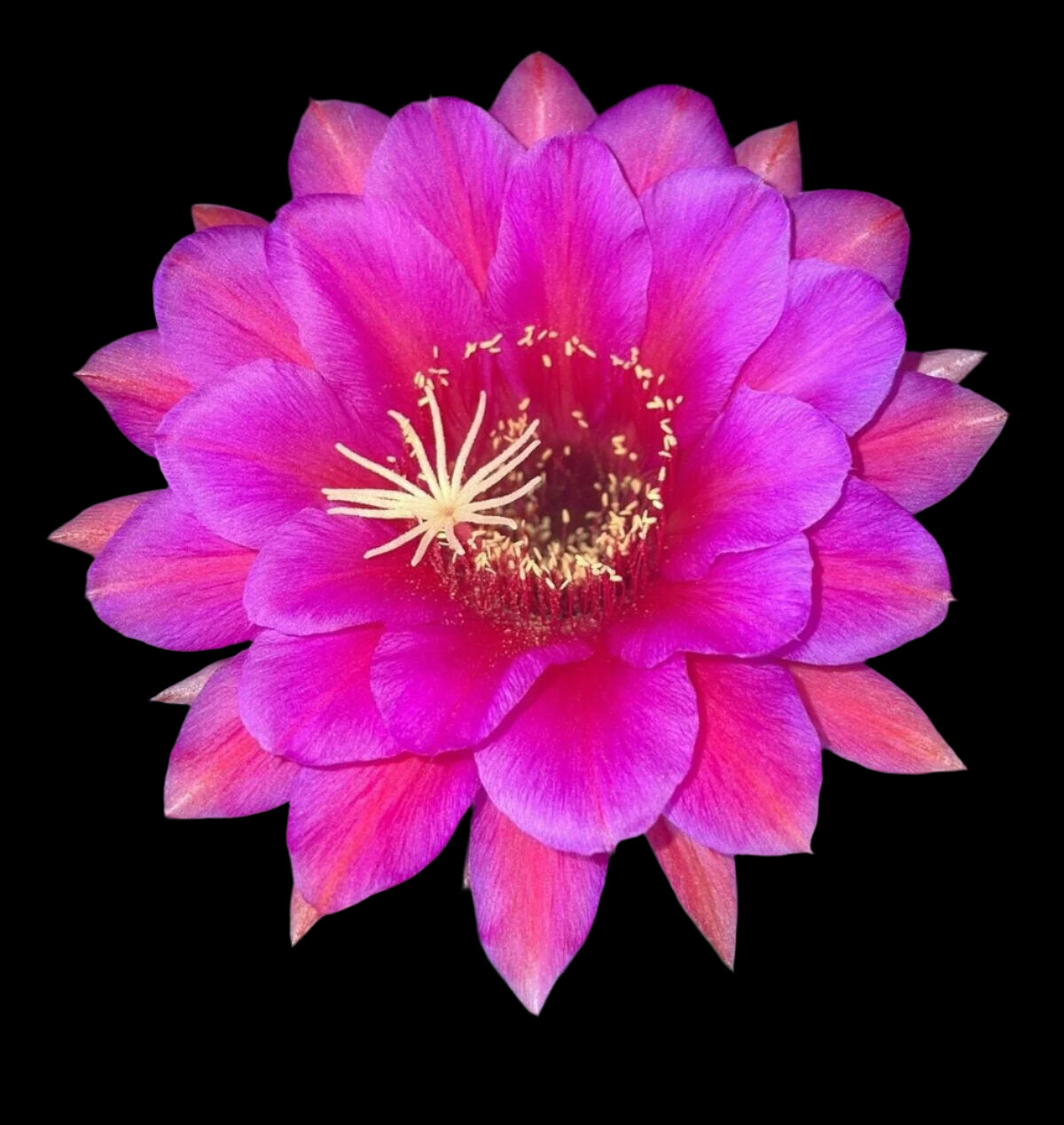 TRICHOCEREUS HYBRID 'MAXIMILLIAN' Blooming Cactus Plant