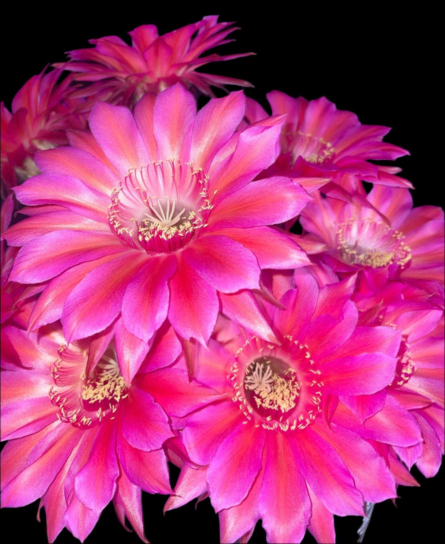 ECHINOPSIS HYBRID 'SORCERESS' Blooming Cactus Plant