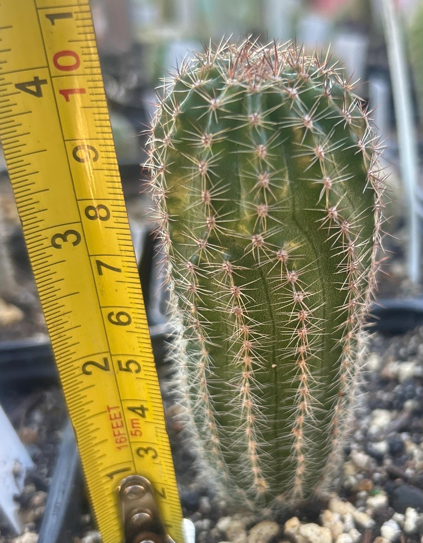 ECHINOPSIS HYBRID 'LILIAN HARVEY' Profuse Blooming Plant