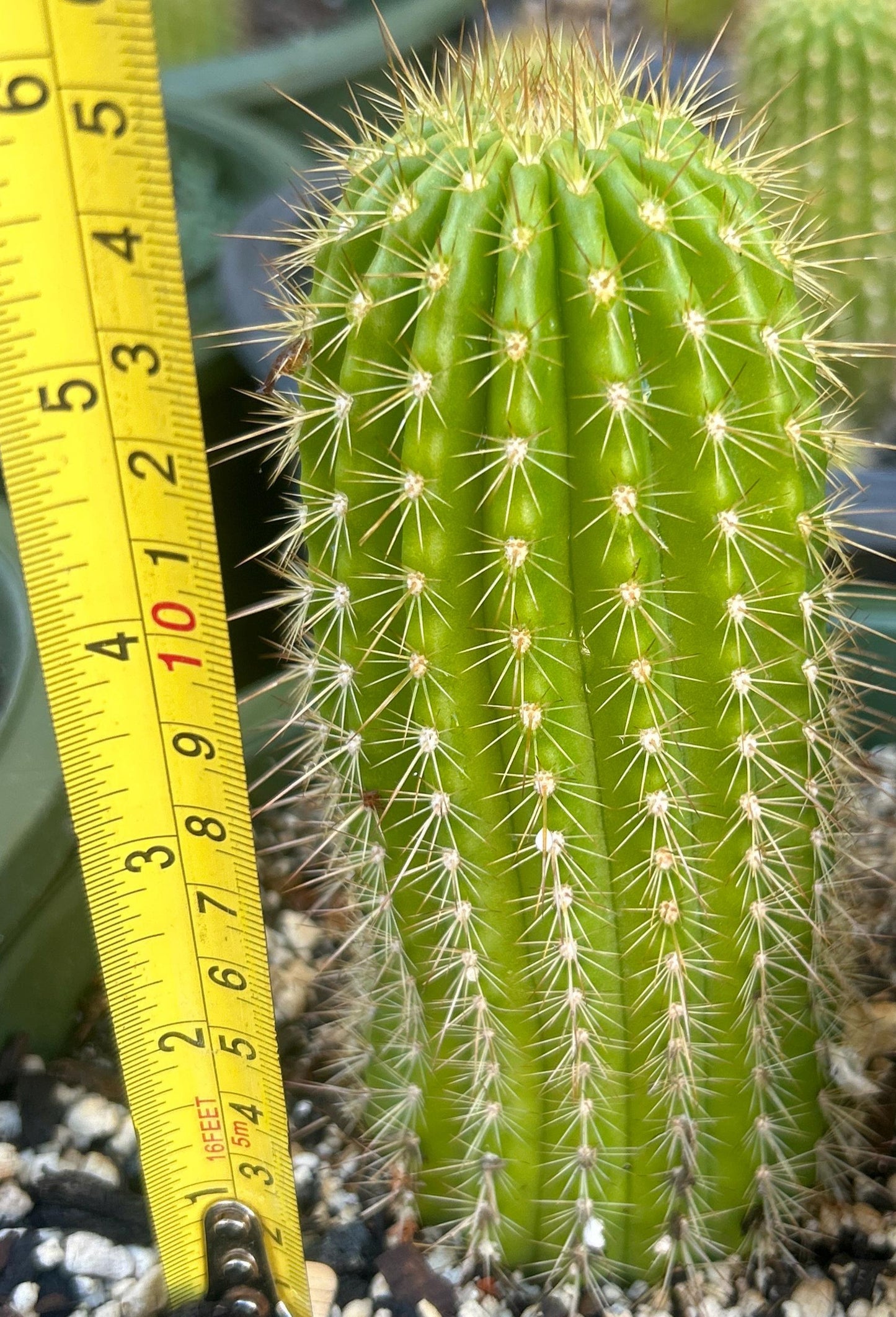 Large TRICHOEREUS HYBRID 'CHERRY RED' Blooming Cactus Plant