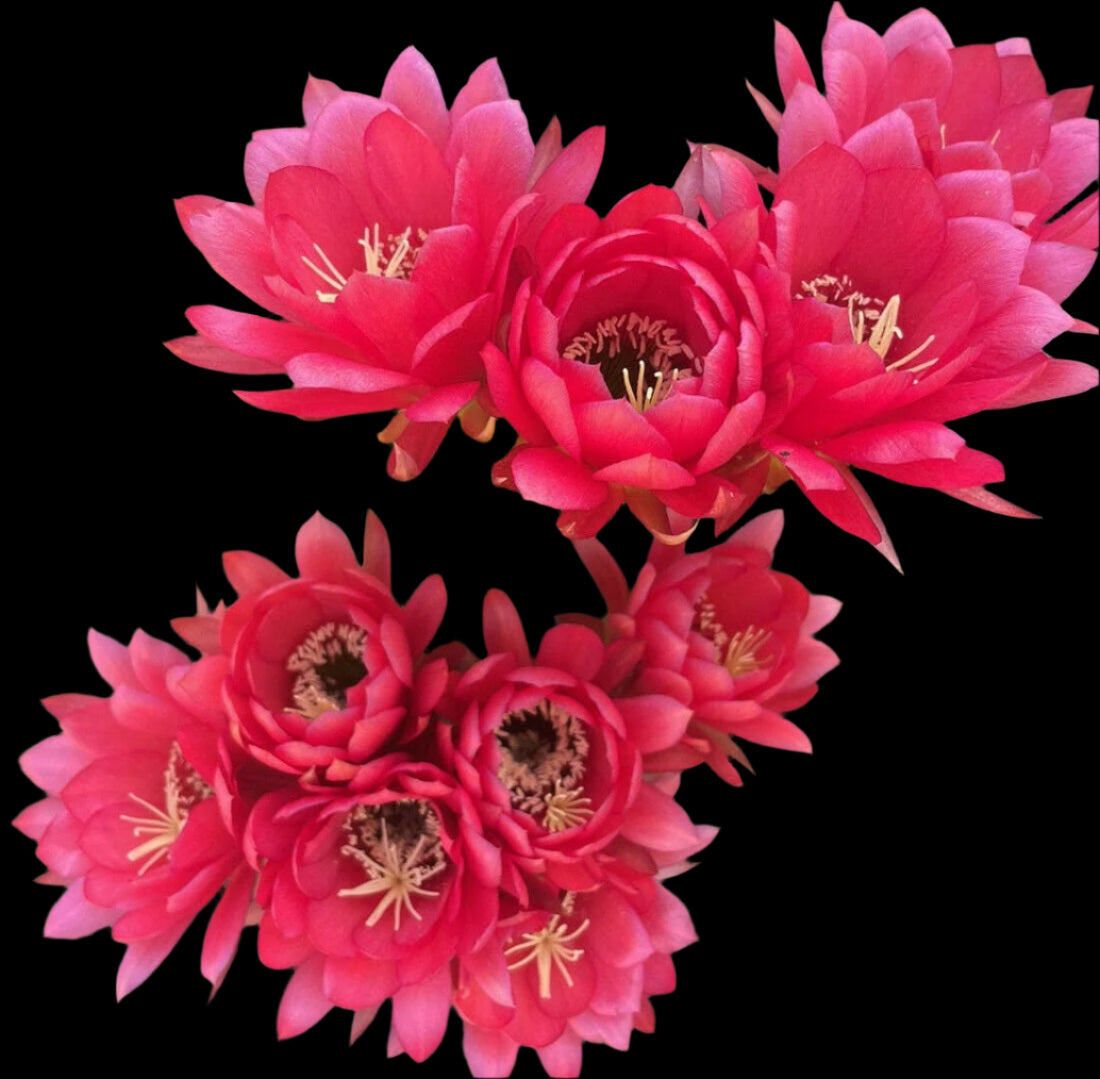 Budding TRICHOCEREUS HYBRID 'FIRE ENGINE RED' Blooming Cactus Plant