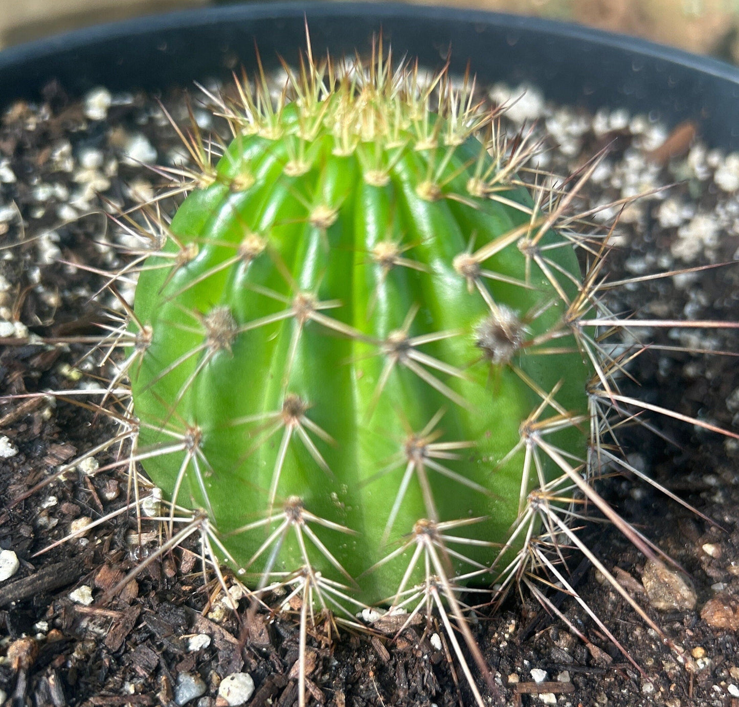 New Offering TRICHOCEREUS HYBRID 'STRAWBERRY CHEESECAKE' Blooming Cactus Plant