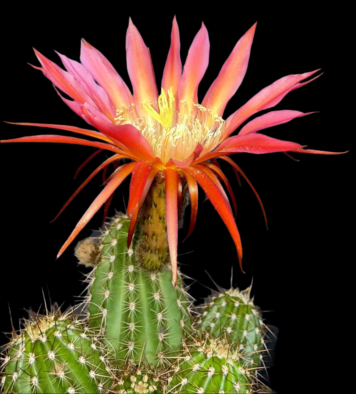 TRICHOCEREUS HYBRID 'INSANE BIG PINK SPIDER' Blooming Cactus Plant