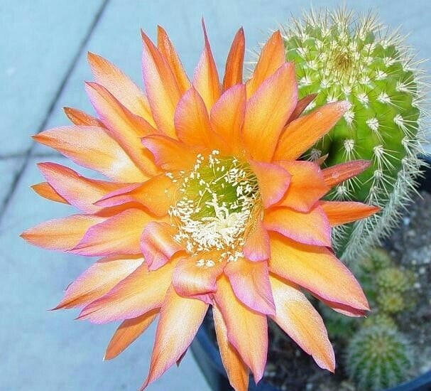 TRICHOCEREUS HYBRID 'ARIZONA SUNSET' Blooming Cactus Plant