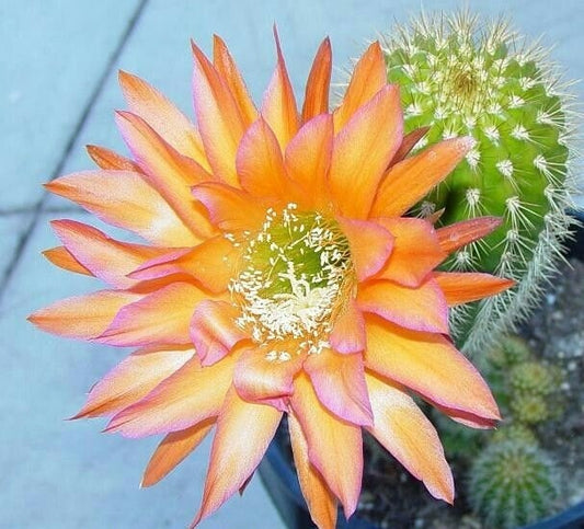 TRICHOCEREUS HYBRID 'ARIZONA SUNSET' Blooming Cactus Plant