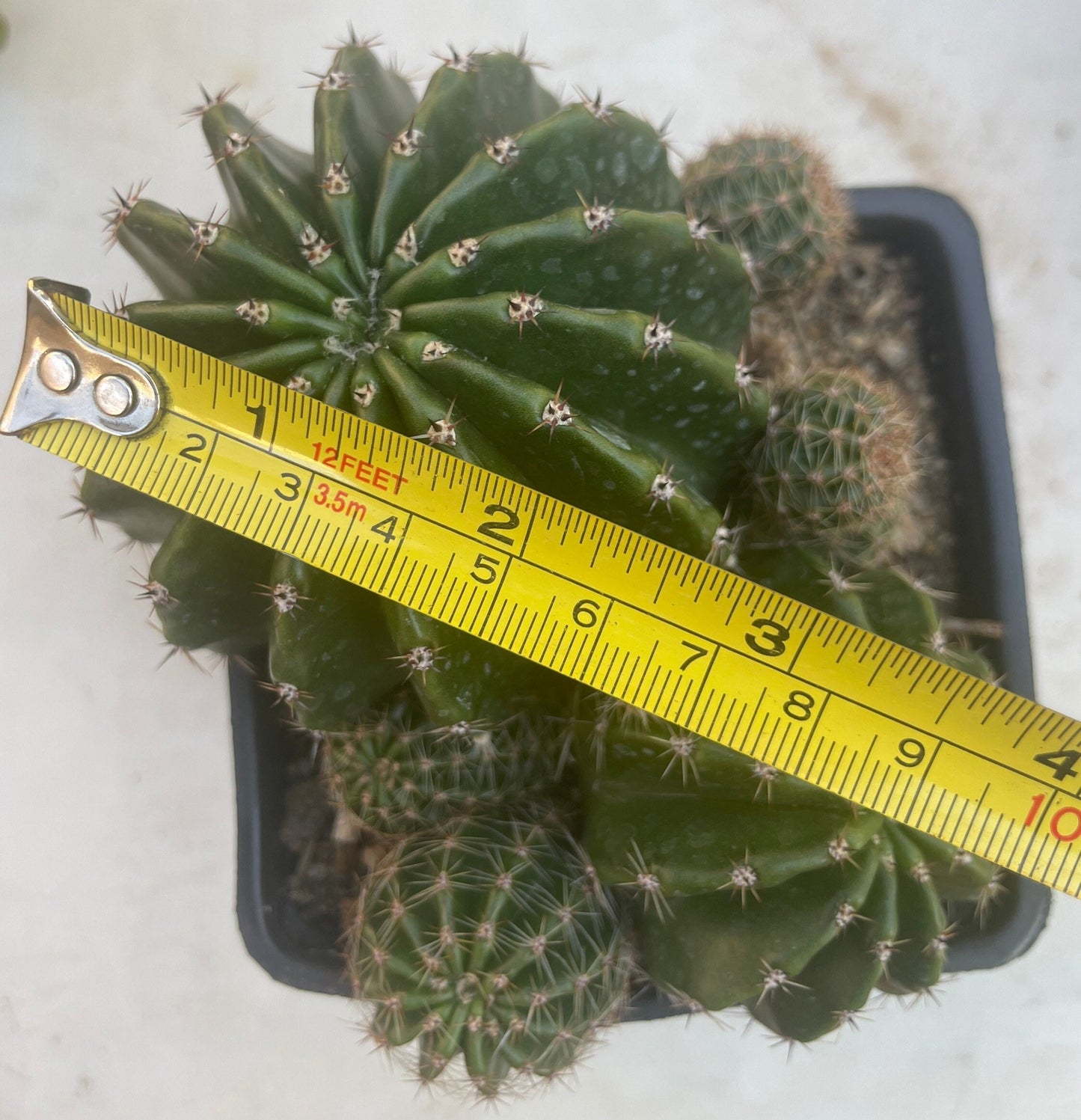 Large Clumping ECHINOPSIS HYBRID 'BOURNE SPIDER' Blooming Cactus Plant