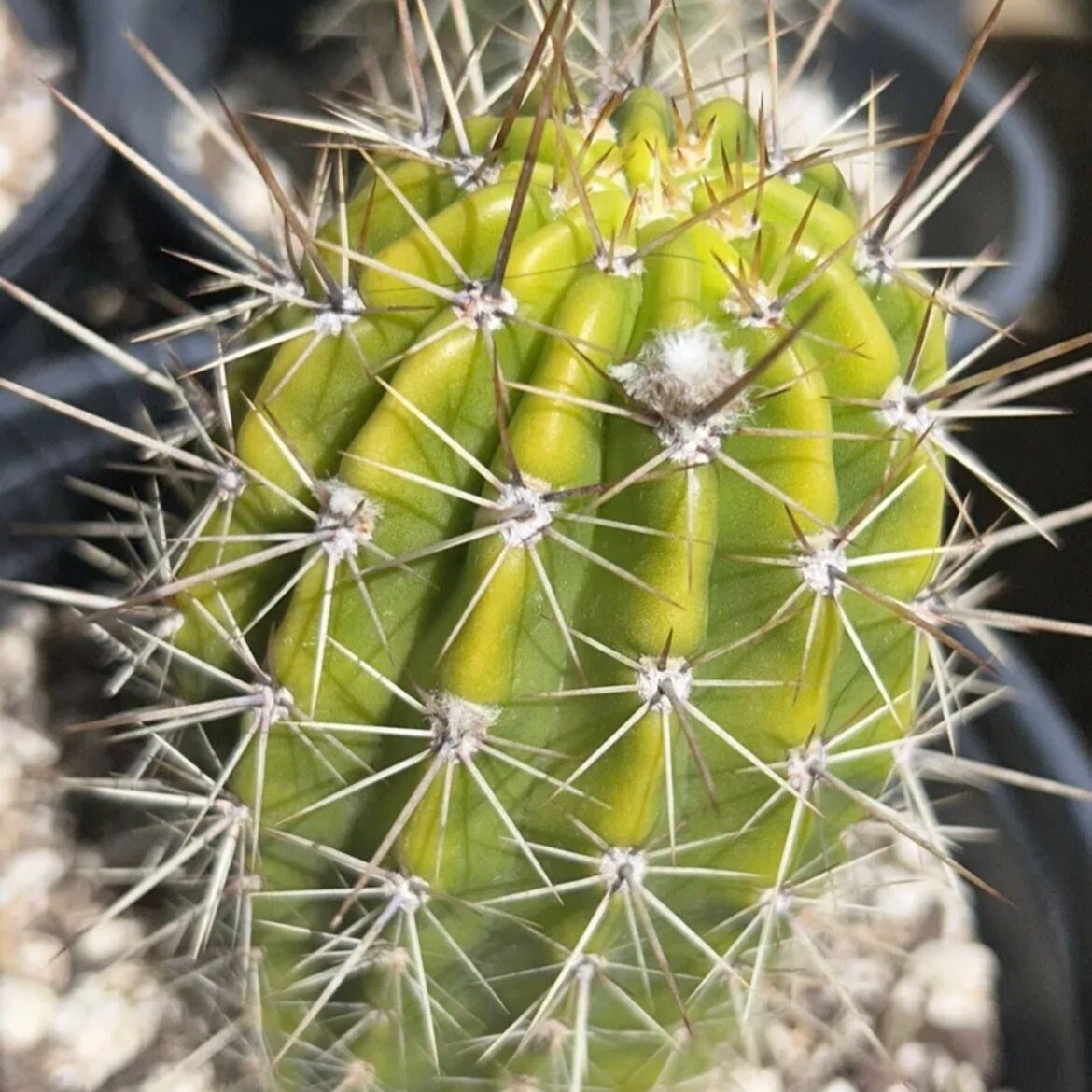 Budding ECHINOPSIS 'DIEHLS HYRBID' Blooming Cactus Plant