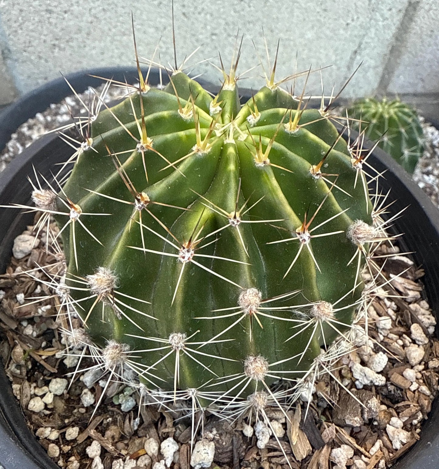 Budding ECHINOPSIS HYBRID 'PINK DIAMOND' Catus Plant