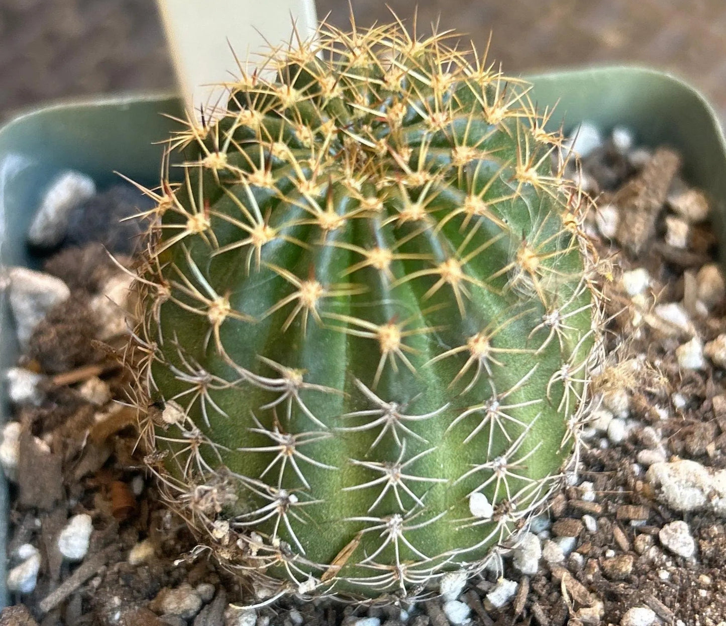 New, Rare LOVIBIA HYBRID 'EASTER' Blooming Cactus Plant