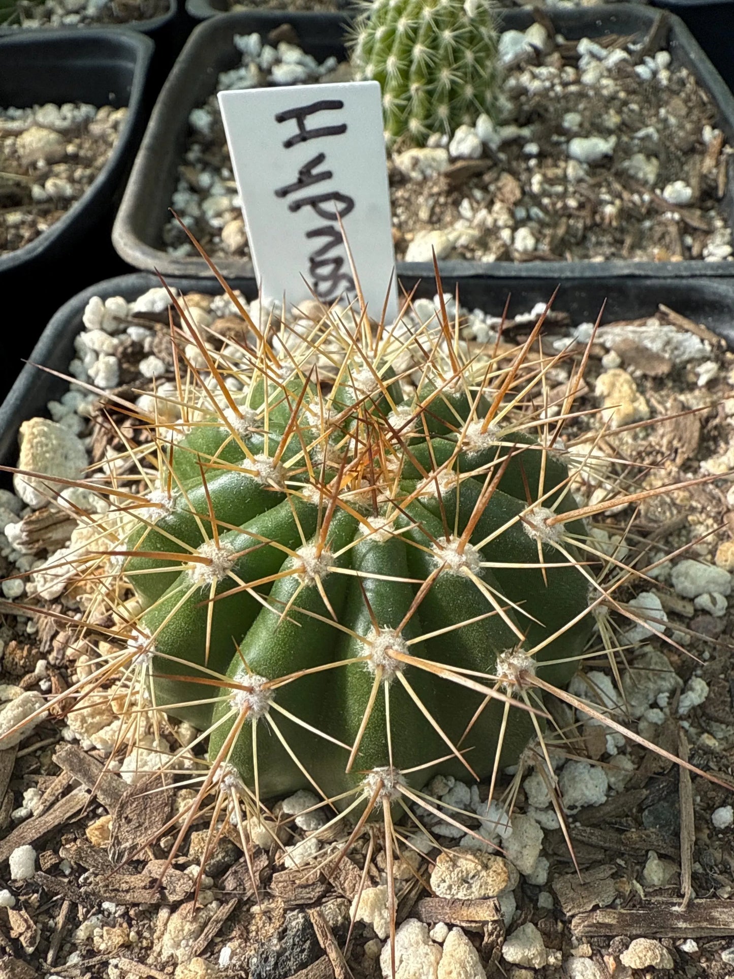 TRICHOCEREUS HYBRID 'HYPNOSIS' Blooming Cactus