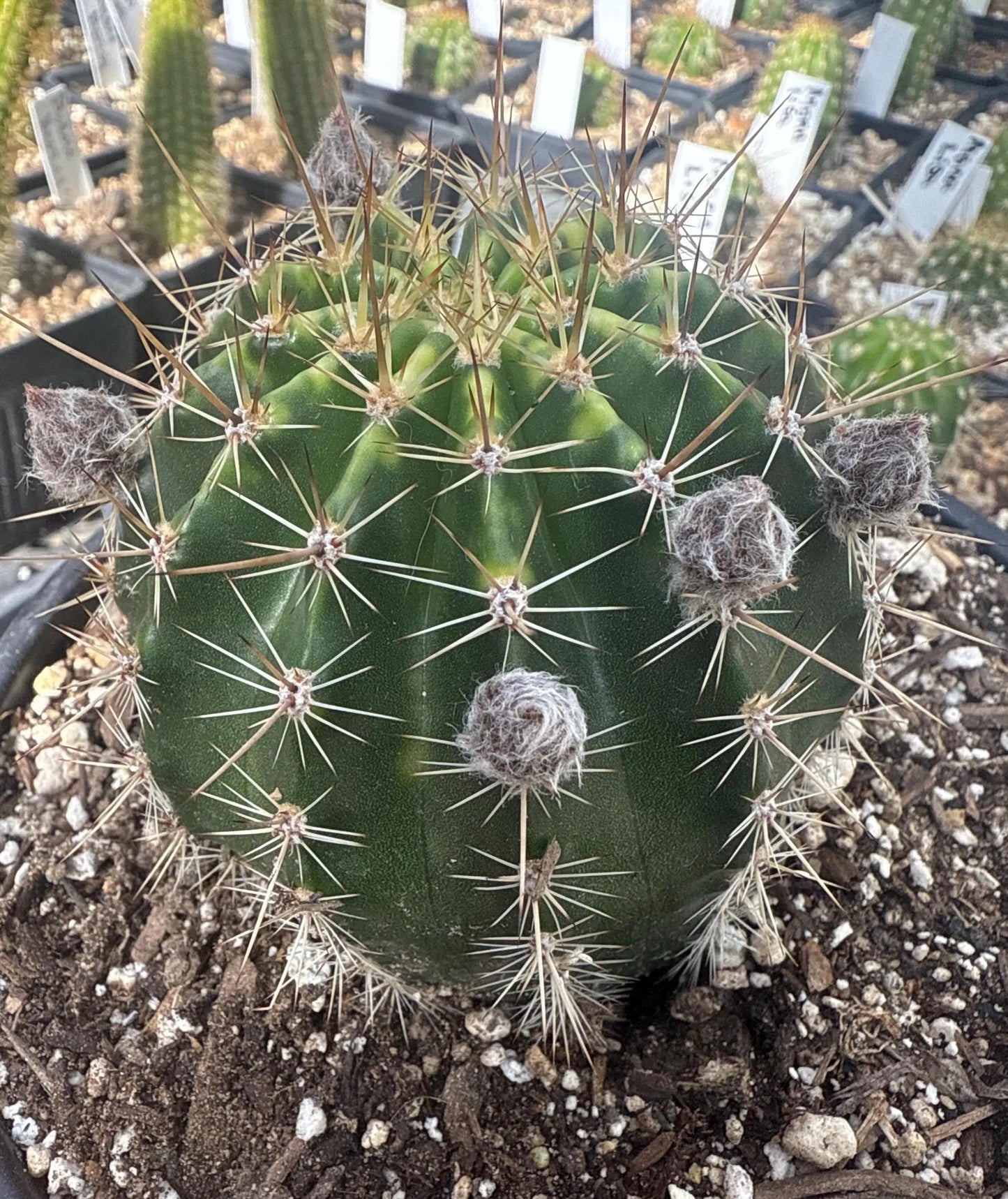 Fragrant ECHINOPSIS HYBRID 'FOXY LADY' Blooming Cactus Plant
