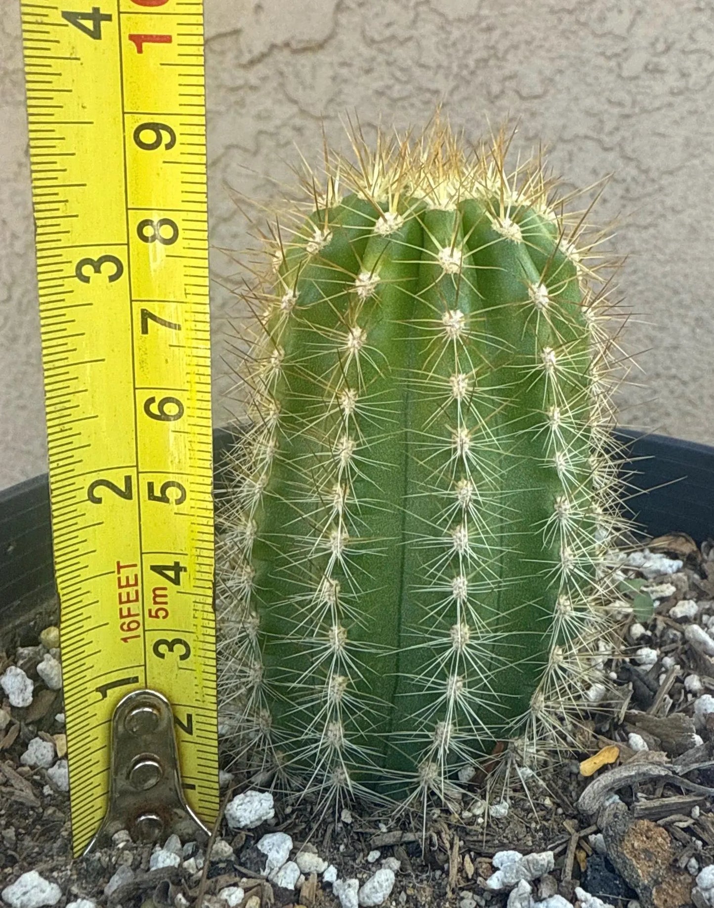 New, TRICHOCEREUS HYBRID 'SALMON SPIDER' Cactus Plant