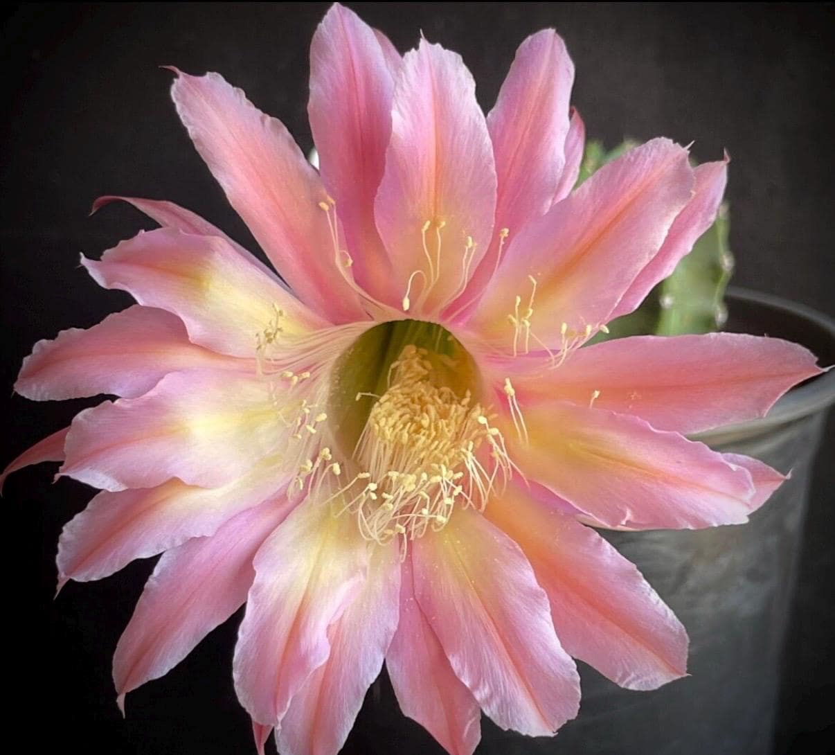 ECHINOPSIS HYBRID 'INTENSIVE' Blooming Cactus Plant