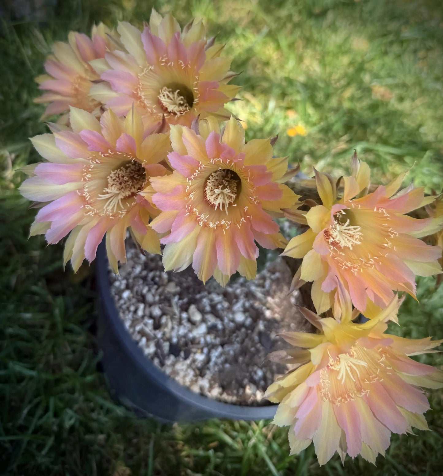 Rare, New ECHINOPSIS Hybrid EUTOPIAN DREAM, Budding Blooming Cactus Plant