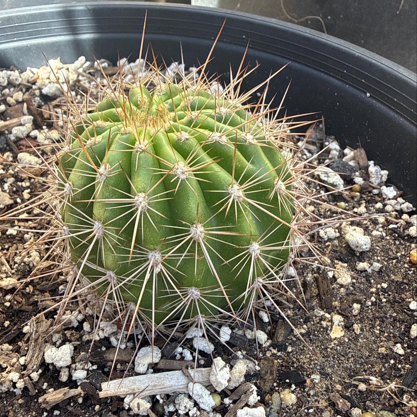 Trichocereus Hybrid 'June Noon' — Rare White & Canary Yellow Blooming Cactus (2")