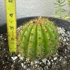 Extremely Rare TRICHOCEREUSHYRBID 'FLYING SAUCER' Blooming Cactus Plant