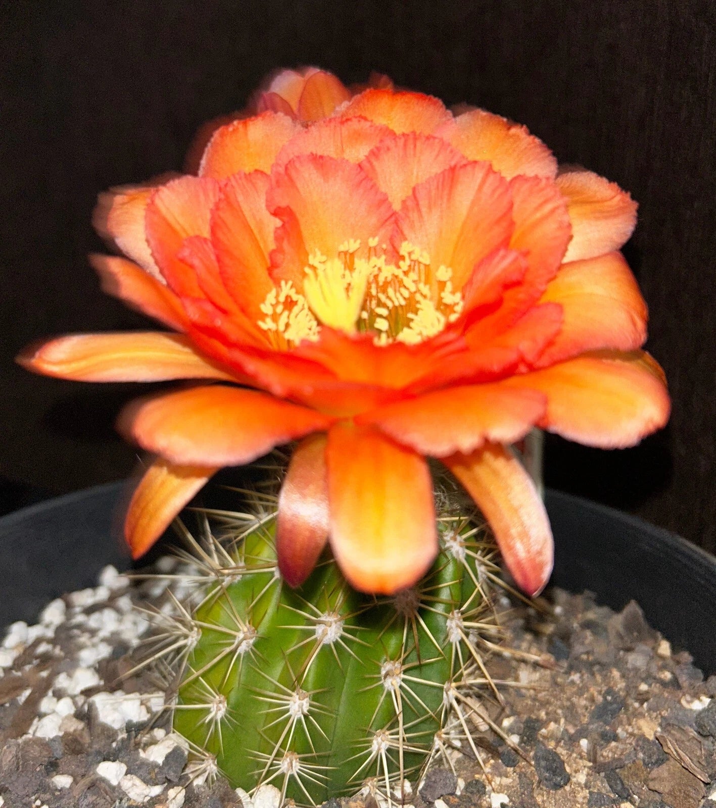 TRICHOCEREUS HYBRID 'R7' Blooming Cactus Plant