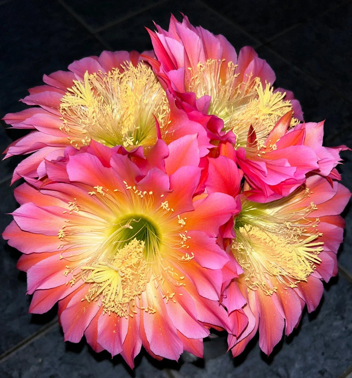 12 Inch, Extremely Rare TRICHOCEREUSHYRBID 'FLYING SAUCER' Blooming Cactus Plant