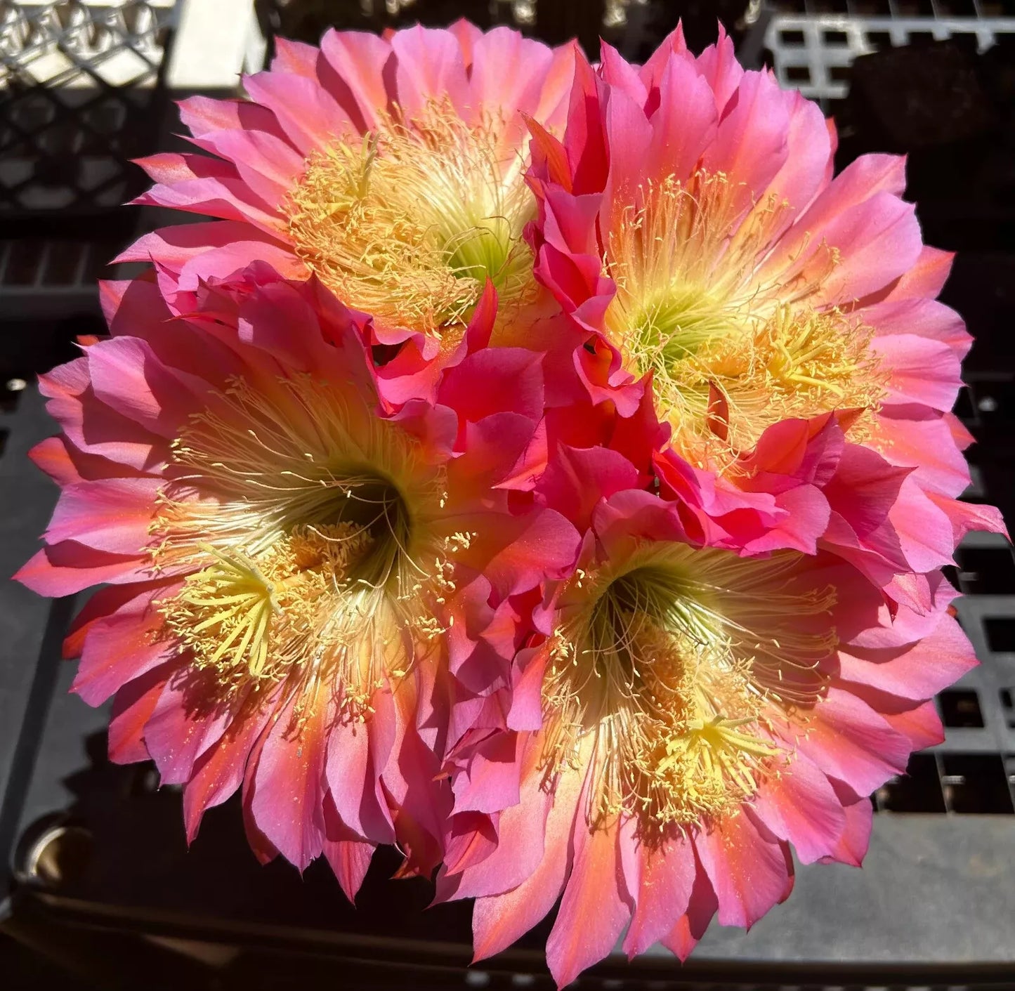 12 Inch, Extremely Rare TRICHOCEREUSHYRBID 'FLYING SAUCER' Blooming Cactus Plant