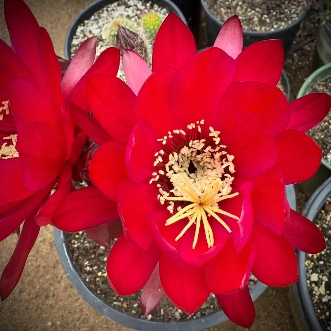 New TRICHOCEREUS HYBRID 'MAGGIE MAE' Blooming Cactus Plant