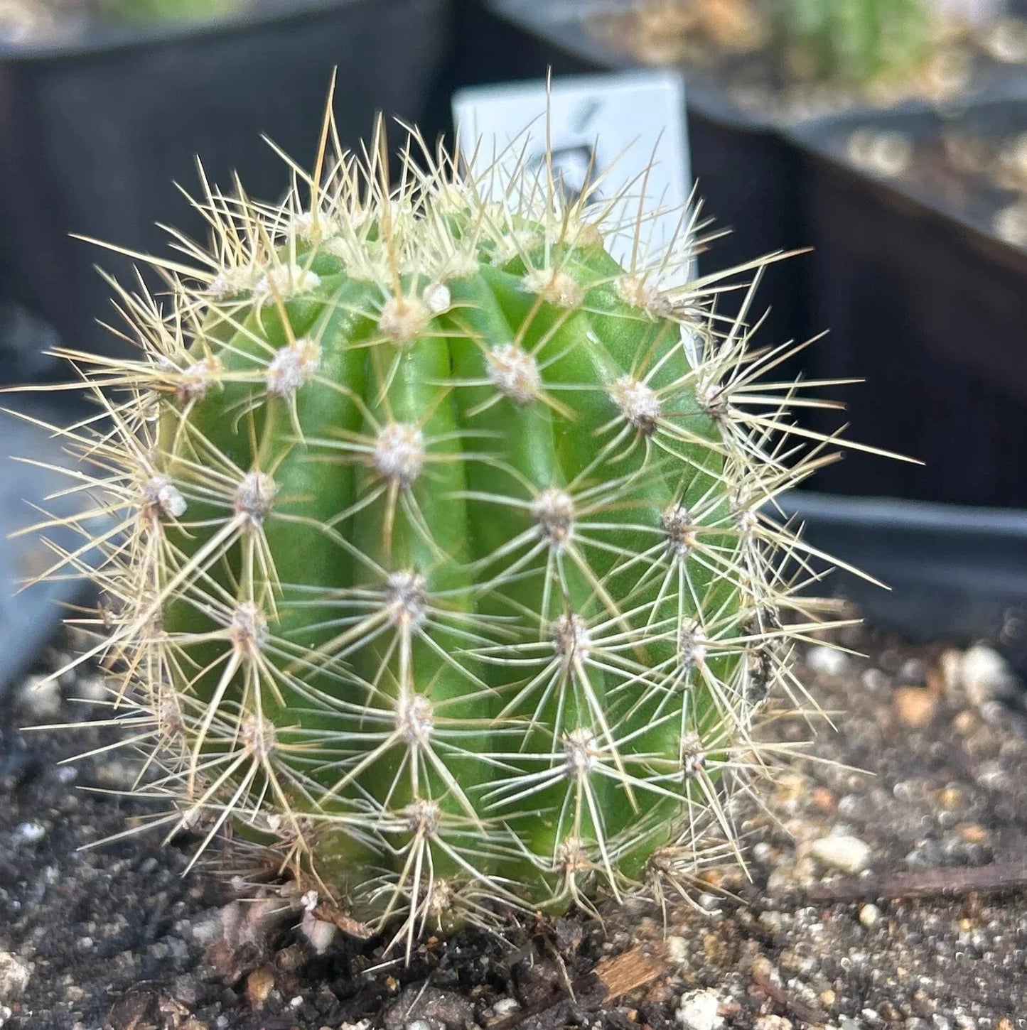 TRICHOCEREUS HYBRID 'PHOENIX' Blooming Cactus Plant