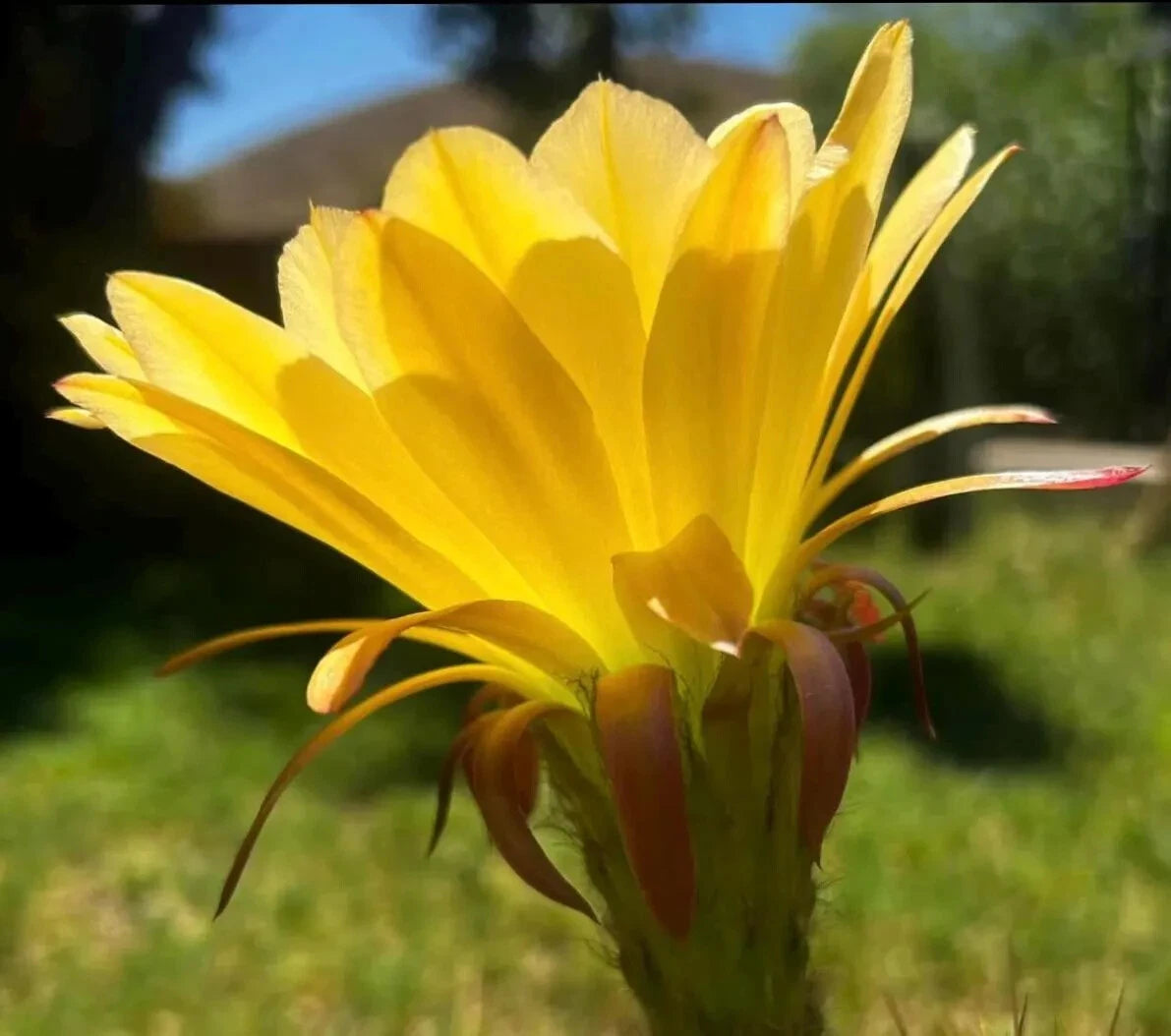 TRICHOCEREUS HYBRID 'GREEN EYE' Blooming Cactus Plant