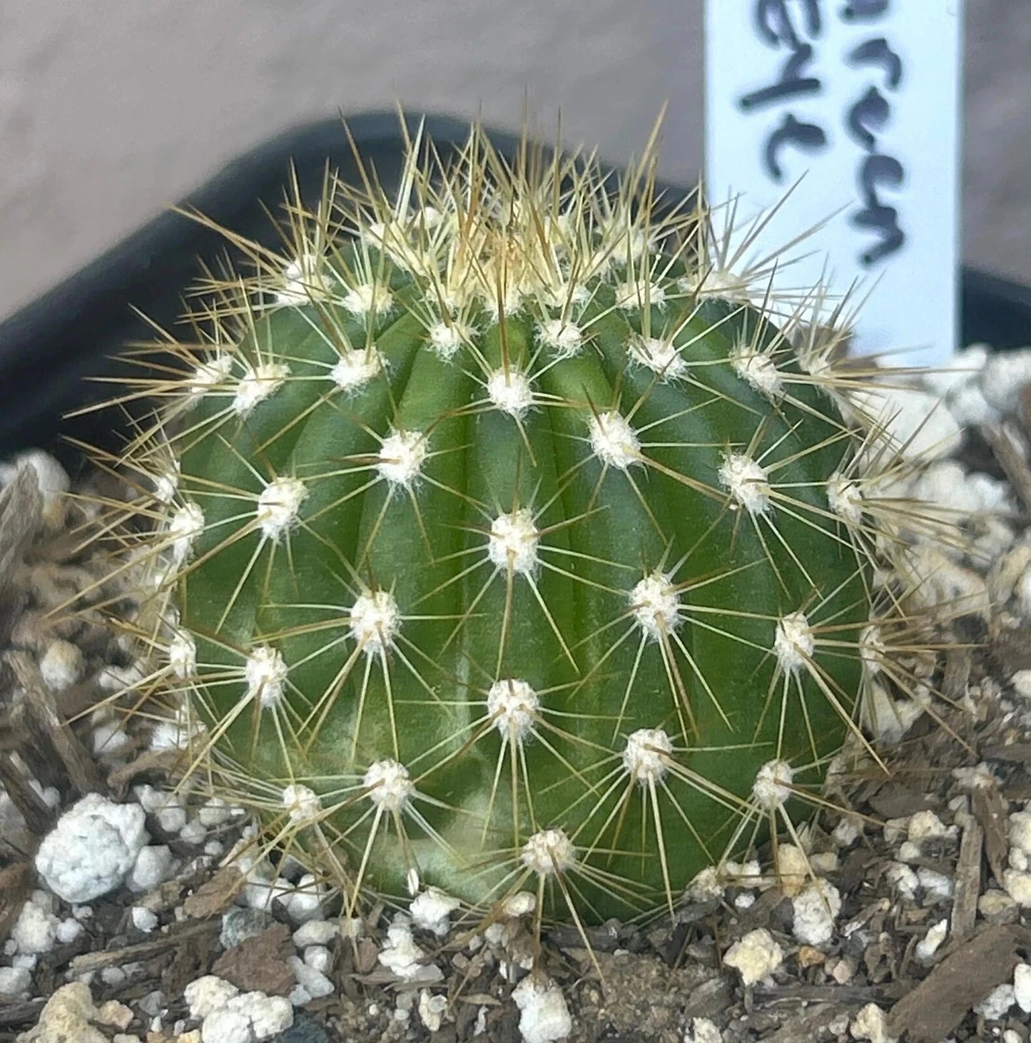 TRICHOCEREUS HYBRID 'GREEN EYE' Blooming Cactus Plant