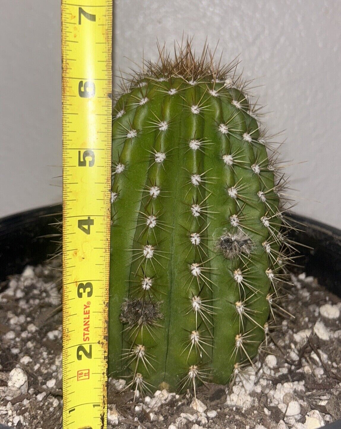 Budding,Extremely Rare TRICHOCEREUS HYBRID 'FLYING SAUCER' Blooming Cactus Plant