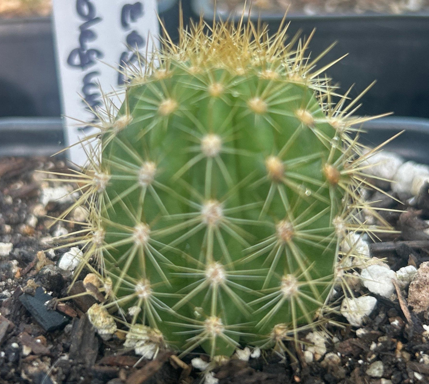 New TRICHOCEREUS HYBRID 'PRINCESS BUBBLEGUM' Blooming Cactus plant