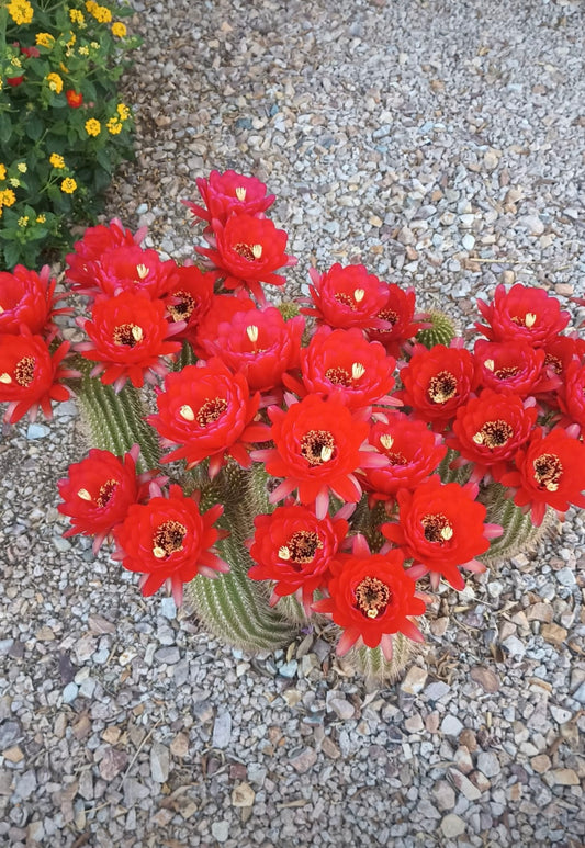 TRICHOCEREUS HYBRID 'FUENTE DE SANGRE' Blooming Cactus Plant